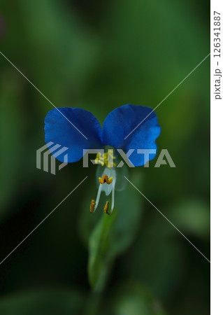 青いツユクサの花 青いツユクサの花 126341887