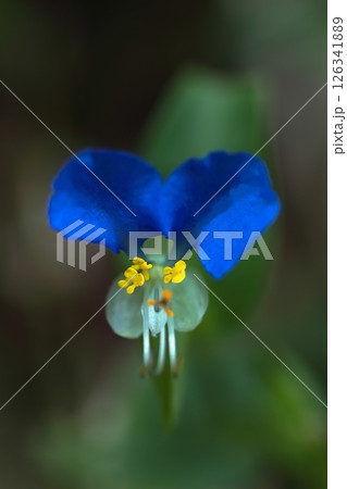 青いツユクサの花 126341889