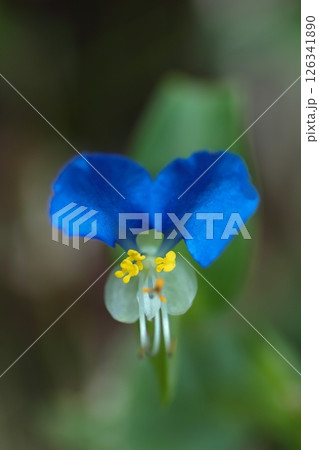 青いツユクサの花 青いツユクサの花 126341890