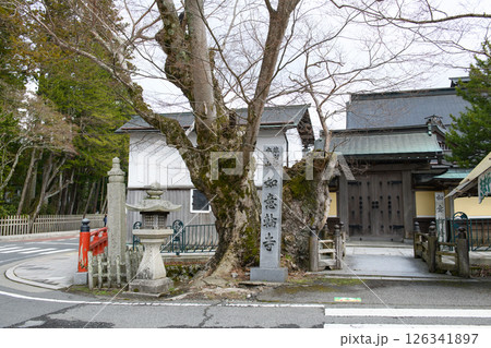高野山　如意輪寺のケヤキ古木　和歌山県 126341897