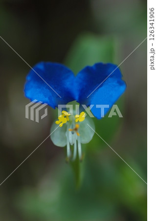 青いツユクサの花 青いツユクサの花 126341906