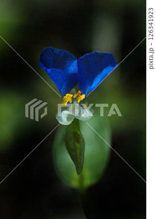 青いツユクサの花 青いツユクサの花 126341923