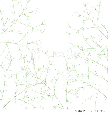 画面いっぱいのカスミソウ 126341937