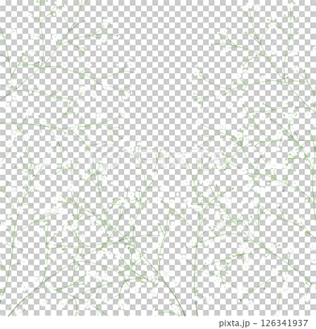 Gypsophila filling the screen Gypsophila filling the screen 126341937