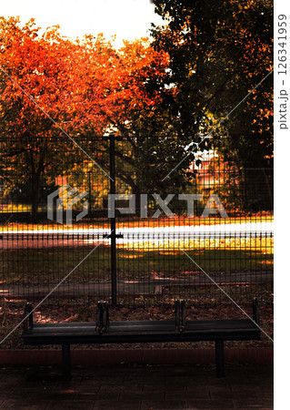 逆光でライトアップされた紅葉の中のベンチ 126341959