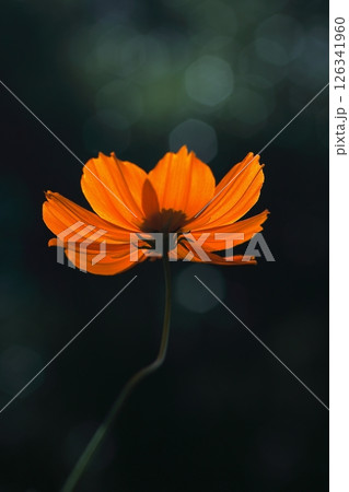 光を浴びて輝くオレンジ色のキバナコスモス 126341960