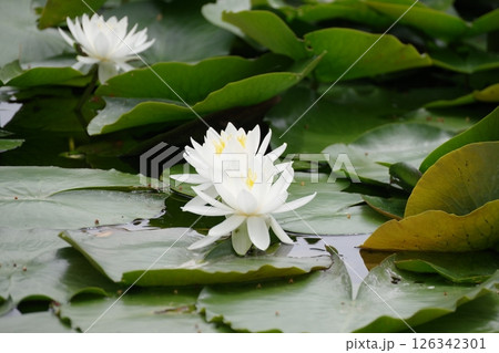 白い睡蓮 126342301