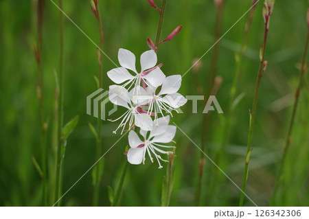 白い花 白い花 126342306