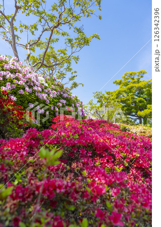 万博記念公園　つつじヶ丘 126342396