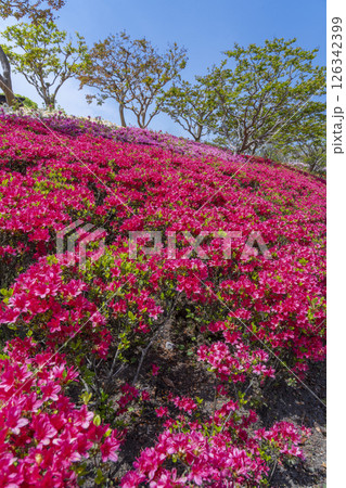 万博記念公園　つつじヶ丘 126342399