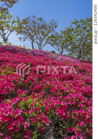 万博記念公園 つつじヶ丘 万博記念公園 つつじヶ丘 126342400