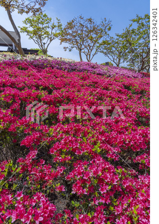 万博記念公園 つつじヶ丘 万博記念公園 つつじヶ丘 126342401