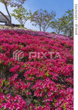 万博記念公園　つつじヶ丘 126342402