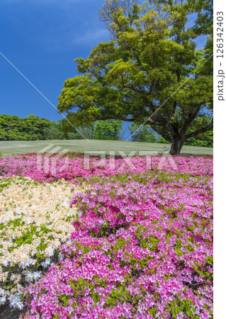 万博記念公園 つつじヶ丘 万博記念公園 つつじヶ丘 126342403