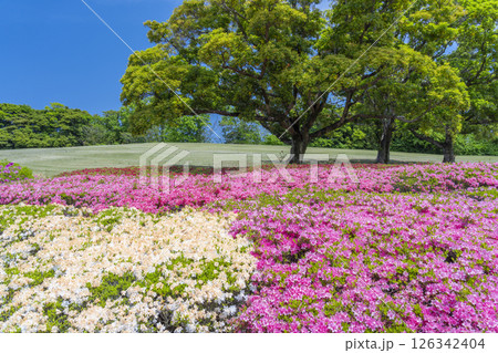 万博記念公園 つつじヶ丘 万博記念公園 つつじヶ丘 126342404
