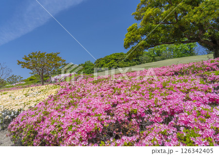 万博記念公園 つつじヶ丘 万博記念公園 つつじヶ丘 126342405