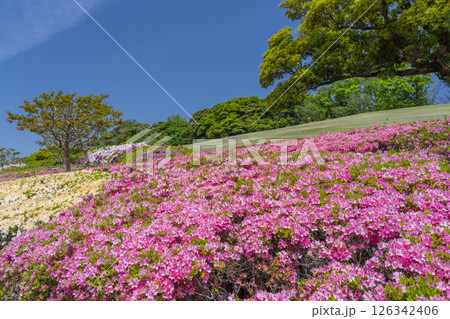 万博記念公園　つつじヶ丘 126342406
