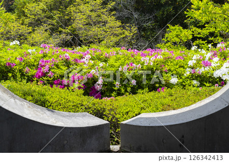 万博記念公園つつじヶ丘　隙間から見える満開のツツジ 126342413