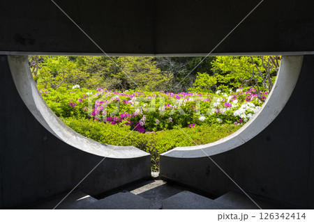 万博記念公園つつじヶ丘　隙間から見える満開のツツジ 126342414