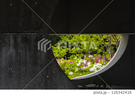 万博記念公園つつじヶ丘　隙間から見える満開のツツジ 126342416