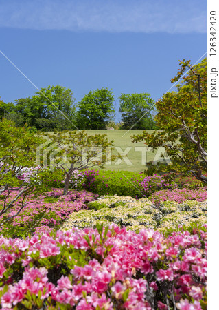 万博記念公園　つつじヶ丘 126342420