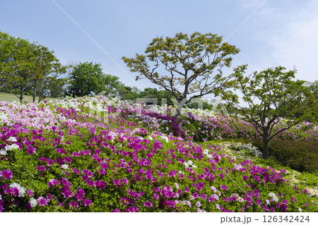 万博記念公園　つつじヶ丘 126342424