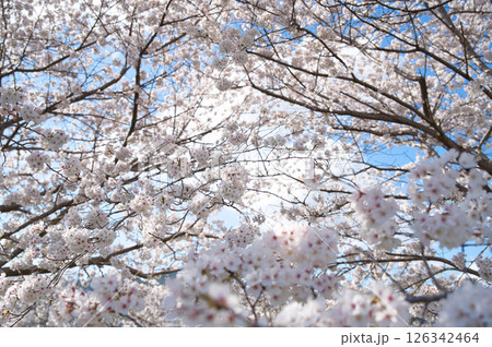 満開に咲いた桜と見上げた空 満開に咲いた桜と見上げた空 126342464