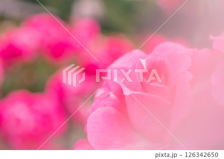 綺麗に咲くピンク色のバラ【春】【初夏】 126342650