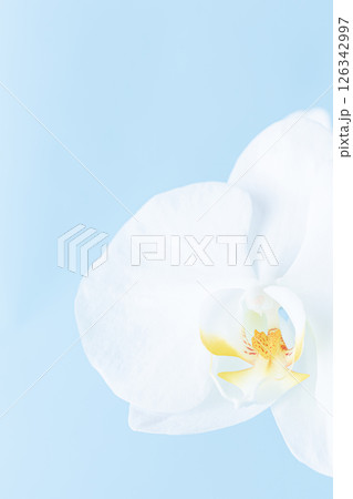 喪中はがき 胡蝶蘭 花背景 喪中はがき 胡蝶蘭 花背景 126342997
