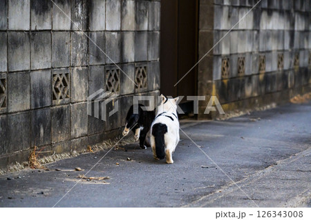 走る猫 走る猫 126343008