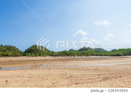 Clungup mangrove conservation park. Jungle walking trail by lagoon and among mangrove trees in ocean tidal ecosystem. Popular travel destination in Malang at Java island. 126343050