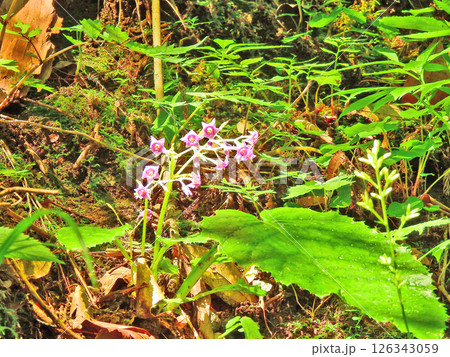 紅紫色の花が咲いた山野草イワタバコ 126343059