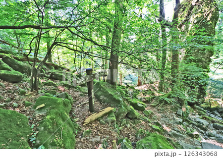 福岡県添田町の修験道英彦山苔むす登山道 126343068