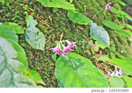 山地の岩場に咲く赤紫色の花イワタバコ 126343069