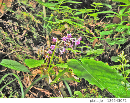 山地の岩場に咲く赤紫色の山野草イワタバコ 126343071