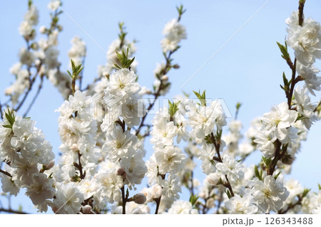 青空に映える白い花 126343488