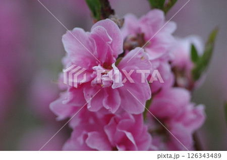 春のドレス 126343489