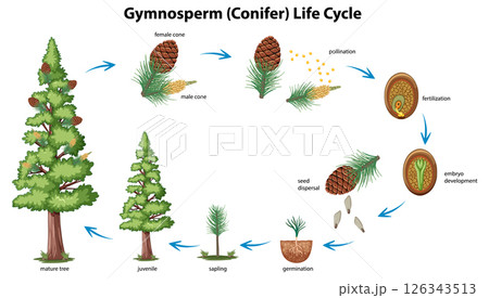 Gymnosperm Life Cycle Illustration 126343513