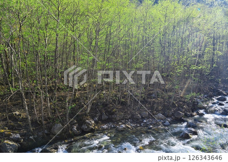 新緑に包まれた大町アルペンラインの篭川 126343646