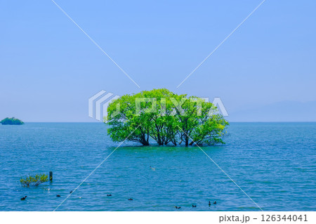 水鳥と若葉の水没林 126344041