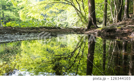 新緑キラキラ　奥津渓 126344103