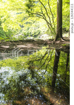 新緑キラキラ　奥津渓 126344111