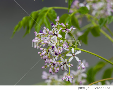 雨に濡れたセンダンの花 雨に濡れたセンダンの花 126344228
