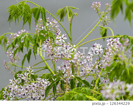 雨に濡れたセンダンの花 雨に濡れたセンダンの花 126344229