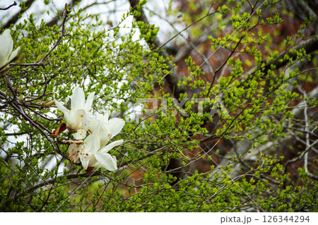 ハクモクレンの花 ハクモクレンの花 126344294