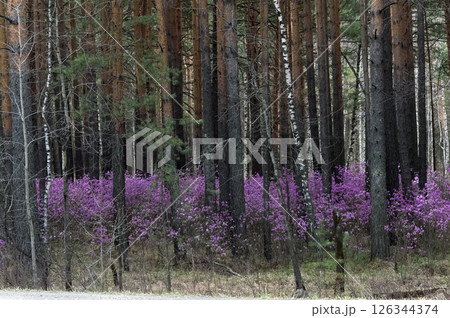 Beautiful spring landscape with pink flowers of Daurian Rhododendron in the forest and pine trees 126344374