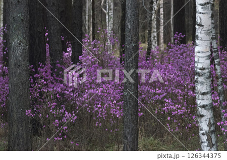 Beautiful spring landscape with pink flowers of Daurian Rhododendron in the forest and pine trees 126344375