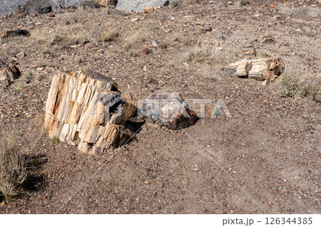 Petrified wood logs on desert ground in Petrified Forest National Park Arizona Petrified wood logs on desert ground in Petrified Forest National Park Arizona 126344385