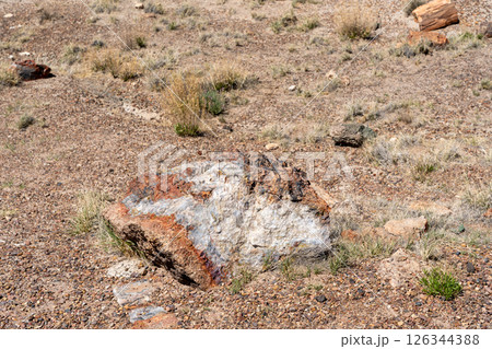 Petrified wood logs on desert ground in Petrified Forest National Park Arizona 126344388