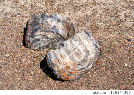Petrified wood logs on desert ground in Petrified Forest National Park Arizona Petrified wood logs on desert ground in Petrified Forest National Park Arizona 126344399